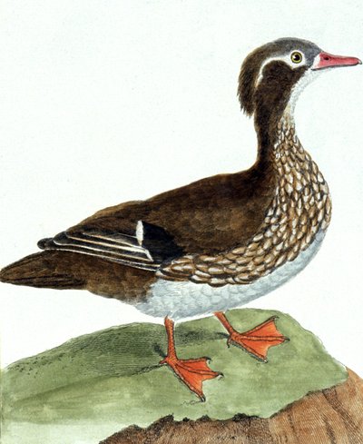 deniz mavisi by Francois Nicolas Martinet