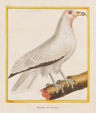 Vautour de Norwege (Norveç akbabası),
1787 (Elle renklendirilmiş gravür) by Francois Nicolas Martinet