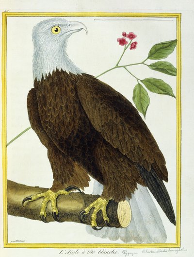 Ak başlı Kartal, c.1770-1786 by Francois Nicolas Martinet