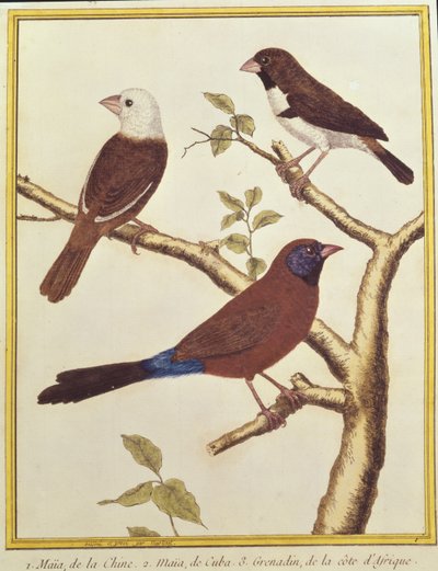 Ak başlı Munia, Çift Renkli Tohum Yiyen ve Menekşe Kulaklı Waxbill by Francois Nicolas Martinet