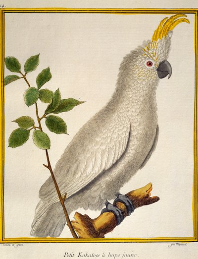 Kuşların Doğal Tarihinden Sarı Tepeli Kakadu (Cacatua sulphurea) by Francois Nicolas Martinet