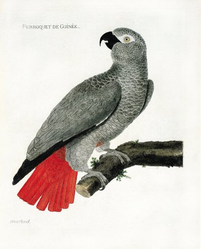 Hayvanat bahçesi (ornitoloji): Bir daldaki Gine papağanı (gri papağan veya psittacus erythacus). Francois Nicolas Martinet (1731-1800) tarafından "Görünen ve Hassas Yönleriyle Boyanmış Kuşların Tarihi" adlı illüstrasyon. Özel koleksiyon. by Francois Nicolas Martinet