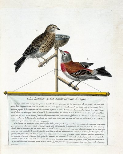 Zooloji tahtası (ornitoloji): yukarıdan aşağıya: Bir levrek üzerindeki linotte (melodik linotte) ve asmaların küçük linotları (carduelis cannabina). Francoi