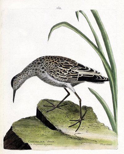 Zoolojik tahta (ornitoloji): şövalye değişir (savaşçı değişir veya philomachus pugnax). Francois Nicolas Martinet (1731-1800) tarafından "Görünen ve Hassas Yönleriyle Boyanmış Kuşların Tarihi" adlı illüstrasyon. Özel koleksiyon. by Francois Nicolas Martinet