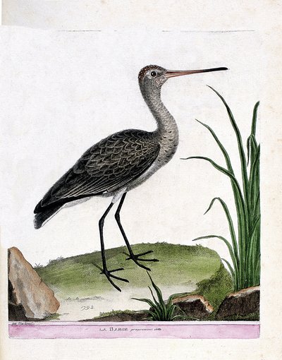 Zoolojik tahta (ornitoloji): mavnanın kendisi (kara kuyruklu mavna veya limosa limosa). Francois Nicolas Martinet (1731-1800) tarafından "Görünen ve Hassas Yönleriyle Boyanmış Kuşların Tarihi" adlı illüstrasyon. Özel koleksiyon. by Francois Nicolas Martinet