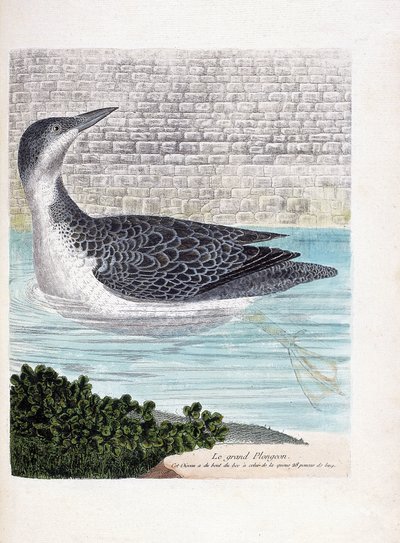 Zoolojik tahta (ornitoloji): büyük dalış (imbrin dip veya gavia immer). Francois Nicolas Martinet (1731-1800) tarafından "Görünen ve Hassas Yönleriyle Boyanmış Kuşların Tarihi" adlı illüstrasyon. Özel koleksiyon. by Francois Nicolas Martinet