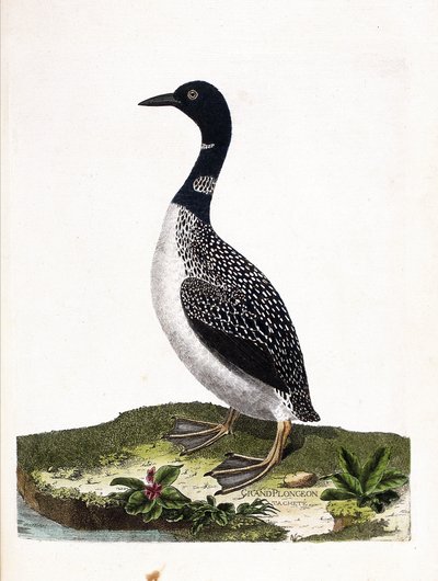 Zoolojik tahta (ornitoloji): büyük nokta dalışı (imstrand dalış veya gavia immer). Francois Nicolas Martinet (1731-1800) tarafından "Görünen ve Hassas Yönleriyle Boyanmış Kuşların Tarihi" adlı illüstrasyon. Özel koleksiyon. by Francois Nicolas Martinet