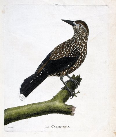 Zoolojik tahta (ornitoloji): Bir daldaki fındıkkıran (uçan fındık veya nucifraga caryocatacts). Francois Nicolas Martinet (1731-1800) tarafından "Görünen ve Hassas Yönleriyle Boyanmış Kuşların Tarihi" adlı illüstrasyon. Özel koleksiyon. by Francois Nicolas Martinet