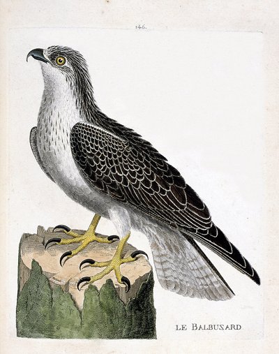 Zoolojik tahta (ornitoloji): balıkkartalı (osprey veya pandion haliaetus). Francois Nicolas Martinet (1731-1800) tarafından "Görünen ve Hassas Yönleriyle Boyanmış Kuşların Tarihi" adlı illüstrasyon. Özel koleksiyon. by Francois Nicolas Martinet