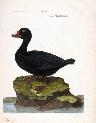 Zoolojik tahta (ornitoloji): kürekçi (siyah skuter veya melanitta nigra). Francois Nicolas Martinet (1731-1800) tarafından "Görünen ve Hassas Yönleriyle Boyanmış Kuşların Tarihi" adlı illüstrasyon. Özel koleksiyon. by Francois Nicolas Martinet