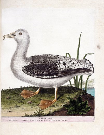 Zoolojik harita (ornitoloji): Albatros (uluyan albatros veya diomedea exulans). Francois Nicolas Martinet (1731-1800) tarafından "Görünen ve Hassas Yönleriyle Boyanmış Kuşların Tarihi" adlı illüstrasyon. Özel koleksiyon. by Francois Nicolas Martinet