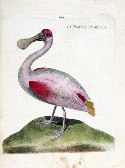 Zoolojik harita (ornitoloji): Amerikan spatulası (pembe spatula veya platalea ajaja). Francois Nicolas Martinet (1731-1800) tarafından "Görünen ve Hassas Yönleriyle Boyanmış Kuşların Tarihi" adlı illüstrasyon. Özel koleksiyon. by Francois Nicolas Martinet