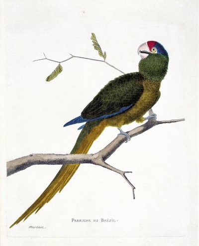 Zoolojik harita (ornitoloji): Bir dalda Brezilya muhabbet kuşu (kırmızı alınlı conure veya aratinga canicularis). Francois Nicolas Martinet (1731-1800) tarafından "Görünen ve Hassas Yönleriyle Boyanmış Kuşların Tarihi" adlı illüstrasyon. özel sütun by Francois Nicolas Martinet