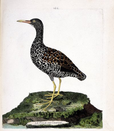 Zoolojik çizelge (ornitoloji): Caienne rale (leke rale veya pardirallus maculatus). Francois Nicolas Martinet (1731-1800) tarafından "Görünen ve Hassas Yönleriyle Boyanmış Kuşların Tarihi" adlı illüstrasyon. Özel koleksiyon. by Francois Nicolas Martinet