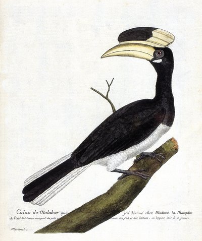 Zoolojik çizelge (ornitoloji): Bir dalda Calao de Malabar (Anthracoceros coronatus). Francois Nicolas Martinet (1731-1800) tarafından "Görünen ve Hassas Yönleriyle Boyanmış Kuşların Tarihi" adlı illüstrasyon. Özel koleksiyon. by Francois Nicolas Martinet
