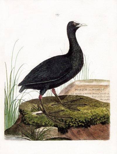 Zoolojik harita (ornitoloji): Coot veya Moselle (Macroule cot veya fulica atra). Francois Nicolas Martinet (1731-1800) tarafından "Görünen ve Hassas Yönleriyle Boyanmış Kuşların Tarihi" adlı illüstrasyon. Özel koleksiyon. by Francois Nicolas Martinet