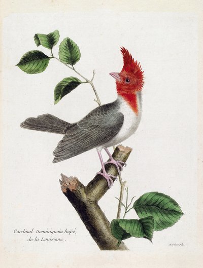 Zoolojik çizelge (ornitoloji): Bir dalda Dominik Kardinal Hupe (parare huppe veya paroaria coronata). Francois Nicolas Martinet (1731-1800) tarafından "Görünen ve Hassas Yönleriyle Boyanmış Kuşların Tarihi" adlı illüstrasyon. özel koleksiyon by Francois Nicolas Martinet