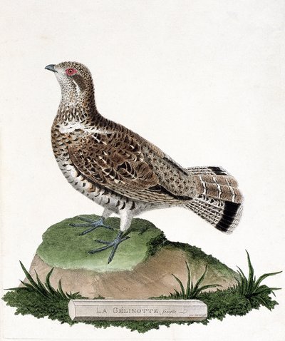 Zoolojik harita (ornitoloji): Kadın gelinotte (ahşap gelinotte veya bonasia bonasia). Francois Nicolas Martinet (1731-1800) tarafından "Görünen ve Hassas Yönleriyle Boyanmış Kuşların Tarihi" adlı illüstrasyon. Özel koleksiyon. by Francois Nicolas Martinet
