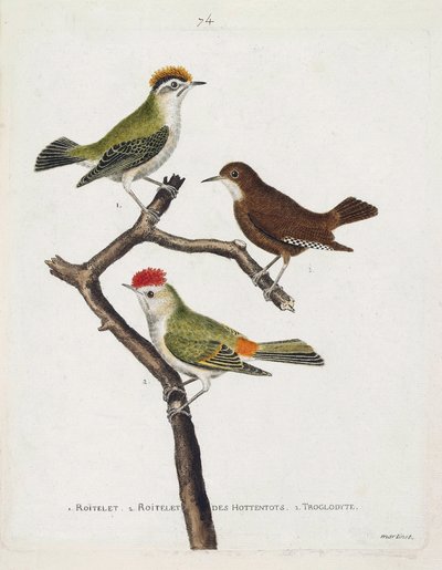Zoolojik harita (ornitoloji). Yukarıdan aşağıya: roitelet (üçlü bandaj veya regulus ignicapilla), troglodyte (sevimli troglodyte veya troglodyte) ve bir daldaki hottentotların roiteleti (yakut taç). “Thei