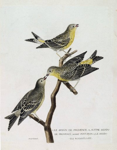 Zoolojik çizelge (ornitoloji): Yukarıdan aşağıya: bir dalda serin du Roussillon (serin Cini veya serinus serinus), serin de provence (venturon montagnard veya serinus citrinella) ve diğer serin de provence. “Kuşların Tarihi, P by Francois Nicolas Martinet