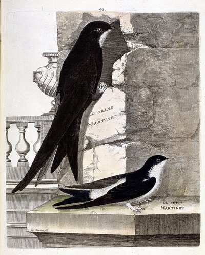 Zoolojik harita (ornitoloji): Great Swift (Black Swift veya apus apus) ve Small Swift (Window Swallow veya Urbica Delichon). Francois Nicolas Martinet (1731-1800) tarafından "Görünen ve Hassas Yönleriyle Boyanmış Kuşların Tarihi"nde İllüstrasyon by Francois Nicolas Martinet