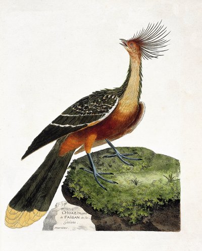 Zoolojik harita (ornitoloji): Hoazin (hoazin huppe veya opisthocomus hoazin). Francois Nicolas Martinet (1731-1800) tarafından "Görünen ve Hassas Yönleriyle Boyanmış Kuşların Tarihi" adlı illüstrasyon. Özel koleksiyon. by Francois Nicolas Martinet
