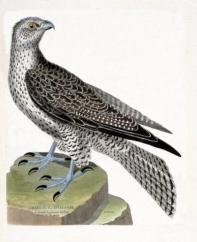 Zoolojik harita (ornitoloji): İzlanda gerfault (gerfaut falcon veya falco rusticolus). Francois Nicolas Martinet (1731-1800) tarafından "Görünen ve Hassas Yönleriyle Boyanmış Kuşların Tarihi" adlı illüstrasyon. Özel koleksiyon. by Francois Nicolas Martinet