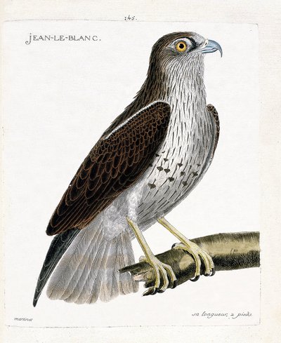 Zoolojik harita (ornitoloji): Jean-le-Blanc veya Jean le Blanc (circaete Jean Le Blanc veya circaetus gallicus) bir dalda. Francois Nicolas Martinet (1731-1800) tarafından “Görünen ve Hassas Yönleriyle Boyanmış Kuşların Tarihi”nde İllüstrasyon by Francois Nicolas Martinet