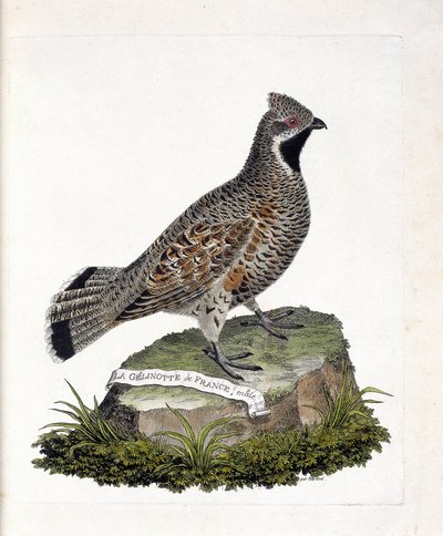 Zoolojik harita (ornitoloji): La gelinotte de France erkek (gelinotte des bois veya bonasia bonasia). Francois Nicolas Martinet (1731-1800) tarafından "Görünen ve Hassas Yönleriyle Boyanmış Kuşların Tarihi" adlı illüstrasyon. Özel koleksiyon. by Francois Nicolas Martinet