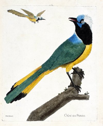 Zoolojik harita (ornitoloji): Bir dalda Perou alakargası (yeşil alakarga veya cyanocorax yncas). Francois Nicolas Martinet (1731-1800) tarafından "Görünen ve Hassas Yönleriyle Boyanmış Kuşların Tarihi" adlı illüstrasyon. Özel koleksiyon. by Francois Nicolas Martinet