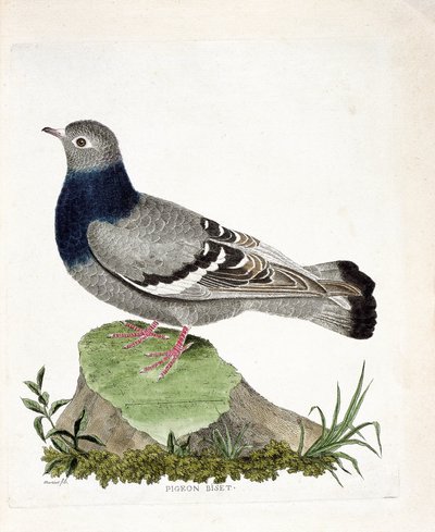 Zoolojik harita (ornitoloji): Güvercin ikilisi (Columbia livia). Francois Nicolas Martinet (1731-1800) tarafından "Görünen ve Hassas Yönleriyle Boyanmış Kuşların Tarihi" adlı illüstrasyon. Özel koleksiyon. by Francois Nicolas Martinet