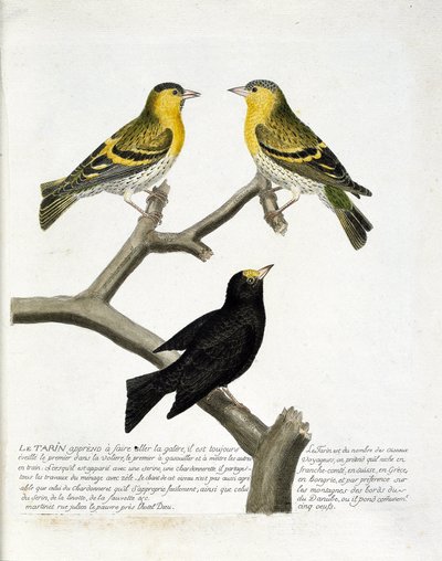 Zoolojik harita (ornitoloji): Tarin (kızılağaç tarin veya carduelis spinus). Sol üst: erkek, sağ: kadın. Alt: başka bir çeşit. Francois Nicolas Martinet (1731) tarafından "Görünen ve Hassas Yönleriyle Boyanmış Kuşların Tarihi" adlı illüstrasyon by Francois Nicolas Martinet