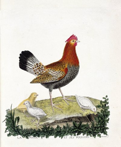 Zoolojik harita (ornitoloji): Tavuk ve civcivleri (evcil tavuk veya gallus gallus). Francois Nicolas Martinet (1731-1800) tarafından "Görünen ve Hassas Yönleriyle Boyanmış Kuşların Tarihi" adlı illüstrasyon. Özel koleksiyon. by Francois Nicolas Martinet