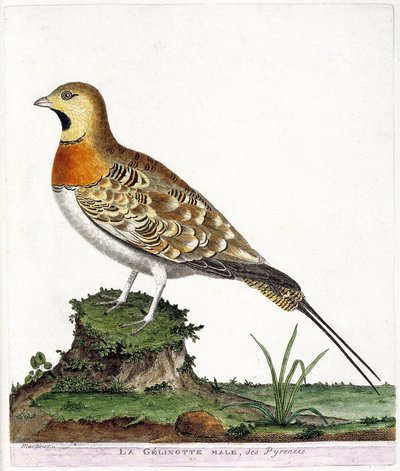 Zoolojik harita (ornitoloji): Pirenelerin erkek gelinotu (Ganga cata veya pterocles alchata). Francois Nicolas Martinet (1731-1800) tarafından "Görünen ve Hassas Yönleriyle Boyanmış Kuşların Tarihi" adlı illüstrasyon. Özel koleksiyon. by Francois Nicolas Martinet