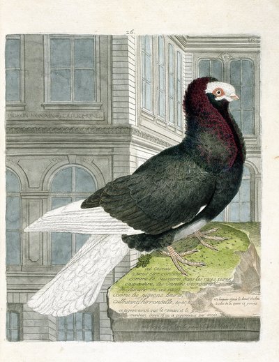 Zoolojik harita (ornitoloji): Nonan veya capuchone güvercini (cüce güvercin veya columba livia). Francois Nicolas Martinet (1731-1800) tarafından "Görünen ve Hassas Yönleriyle Boyanmış Kuşların Tarihi" adlı illüstrasyon. Özel koleksiyon. by Francois Nicolas Martinet