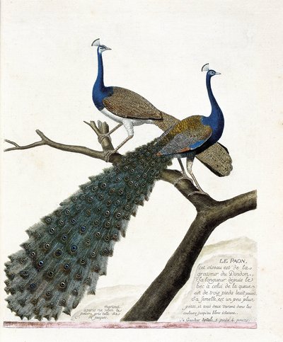 Zoolojik harita (ornitoloji): Tavus kuşu (mavi tavus kuşu veya pavo cristatus). Francois Nicolas Martinet (1731-1800) tarafından "Görünen ve Hassas Yönleriyle Boyanmış Kuşların Tarihi" adlı illüstrasyon. Özel koleksiyon. by Francois Nicolas Martinet