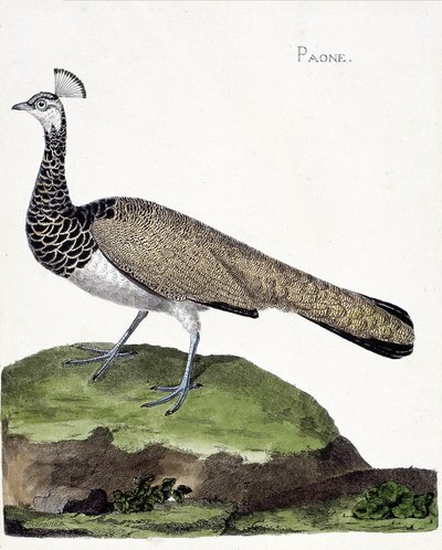 Zoolojik harita (ornitoloji): Tavus kuşu (mavi tavus kuşu veya pavo cristatus). Francois Nicolas Martinet (1731-1800) tarafından "Görünen ve Hassas Yönleriyle Boyanmış Kuşların Tarihi" adlı illüstrasyon. Özel koleksiyon. by Francois Nicolas Martinet