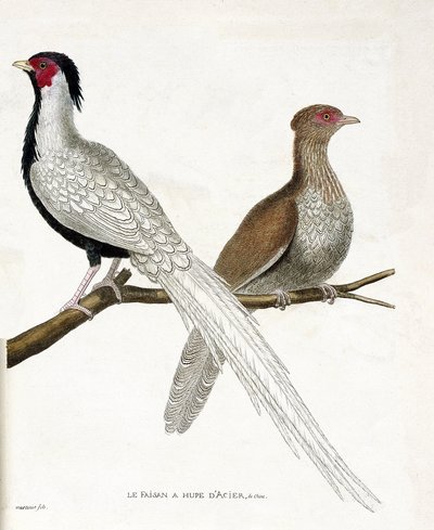Zoolojik harita (ornitoloji): Sülün bir Çin çeliği hupe ve dişisi (gümüş sülün veya Lophura nycthemera) bir dalda. Francois Nicolas Marti