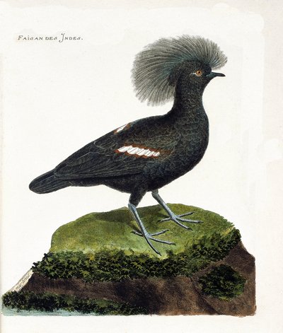 Zoolojik harita (ornitoloji): Hindistan sülün (goura taç veya goura cristata). Francois Nicolas Martinet (1731-1800) tarafından "Görünen ve Hassas Yönleriyle Boyanmış Kuşların Tarihi" adlı illüstrasyon. Özel koleksiyon. by Francois Nicolas Martinet