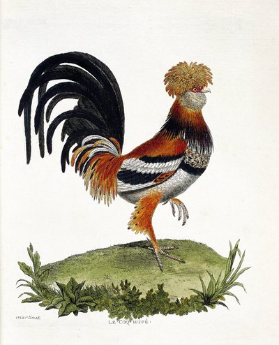 Zoolojik harita (ornitoloji): Horoz (yerli horoz veya gallus gallus). Francois Nicolas Martinet (1731-1800) tarafından "Görünen ve Hassas Yönleriyle Boyanmış Kuşların Tarihi" adlı illüstrasyon. Özel koleksiyon. by Francois Nicolas Martinet