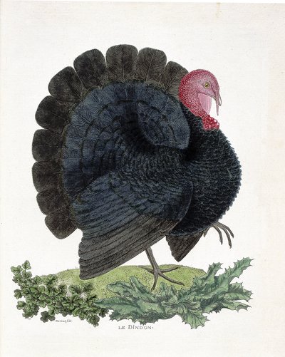 Zoolojik harita (ornitoloji): Türkiye (yerli hindi veya Melaeagris gallopavo). Francois Nicolas Martinet (1731-1800) tarafından “Görünen ve Hassas Yönleriyle Boyanmış Kuşların Tarihi”nde İllüstrasyon (gravür) by Francois Nicolas Martinet