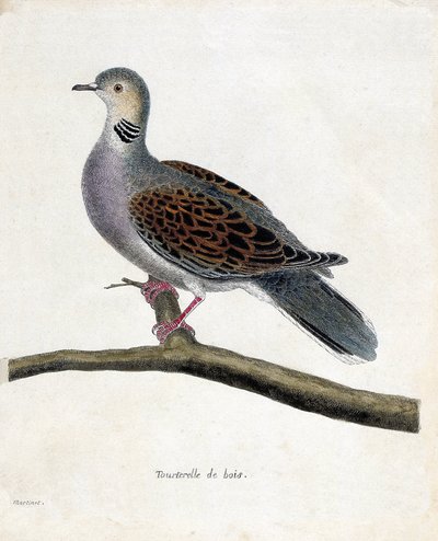 Zoolojik harita (ornitoloji): Bir daldaki ağaç güvercini (ağaç güvercini veya streptopelia turtur). Francois Nicolas Martinet (1731-1800) tarafından "Görünen ve Hassas Yönleriyle Boyanmış Kuşların Tarihi" adlı illüstrasyon. Özel koleksiyon. by Francois Nicolas Martinet