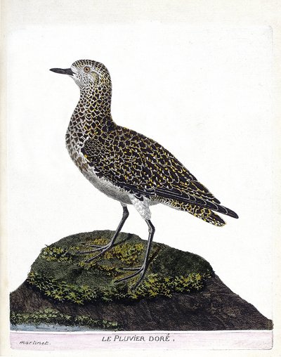 Zoolojik harita (ornitoloji): casoar (casoar bir kask veya cassuarius cassuarius). Francois Nicolas Martinet (1731-1800) tarafından "Görünen ve Hassas Yönleriyle Boyanmış Kuşların Tarihi" adlı illüstrasyon. Özel koleksiyon. by Francois Nicolas Martinet