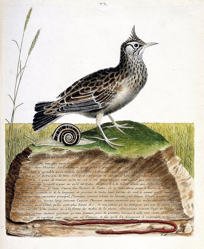 Zoolojik harita (ornitoloji): cochevis (cochevis huppe veya Galerida cristata). Francois Nicolas Martinet (1731-1800) tarafından "Görünen ve Hassas Yönleriyle Boyanmış Kuşların Tarihi" adlı illüstrasyon. Özel koleksiyon. by Francois Nicolas Martinet