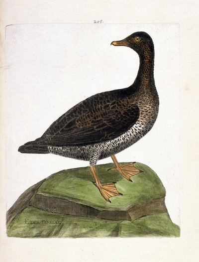 Zoolojik harita (ornitoloji): dişi eider (eider a down veya somateria mollissima). Francois Nicolas Martinet (1731-1800) tarafından "Görünen ve Hassas Yönleriyle Boyanmış Kuşların Tarihi" adlı illüstrasyon. Özel koleksiyon. by Francois Nicolas Martinet