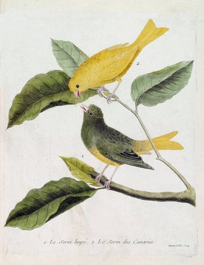 Zoolojik çizelge (ornitoloji): aşağıdan yukarıya: Bir daldaki serin hupe (serin des canaries veya serinus canaria) ve serin des canaries. Francois Nico