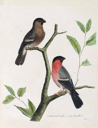 Zoolojik tablo (ornitoloji): aşağıdan yukarıya: bir dalda erkek ve dişi bouvreil (şakayık bouvreil veya pyrrhula pyrrrhula). Francois Nicolas Martinet (1731) tarafından "Görünen ve Hassas Yönleriyle Boyanmış Kuşların Tarihi" adlı illüstrasyon by Francois Nicolas Martinet