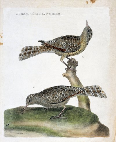 Zoolojik tablo (ornitoloji): yukarıdan aşağıya: Erkek torcol ve dişisi (Torcol Fourmilier veya Jynx torquilla). Francois Nicolas Martinet (1731-1800) tarafından "Görünen ve Hassas Yönleriyle Boyanmış Kuşların Tarihi" adlı illüstrasyon. by Francois Nicolas Martinet