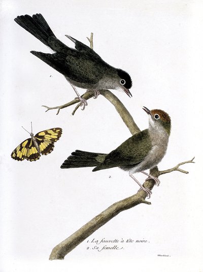 Zoolojik çizelge (ornitoloji): yukarıdan aşağıya: bir daldaki siyah nokta şahin ve dişisi (Sylvia atricapilla). Francois Nicolas Martinet (1731-1800) tarafından "Görünen ve Hassas Yönleriyle Boyanmış Kuşların Tarihi" adlı illüstrasyon. P by Francois Nicolas Martinet