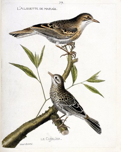 Zoolojik tablo (ornitoloji): yukarıdan aşağıya: bataklık domuzu (pipit rousseline veya anthus campestris) ve bir daldaki cujelier (pipit farlouse veya anthus pratensis). “Görünüşleriyle Boyanmış Kuşların Tarihi ve Duyarlılığı” içinde İllüstrasyon by Francois Nicolas Martinet